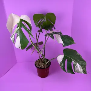 Monstera Borsigiana Albo 6” | Variegated Monstera | Rare Plant