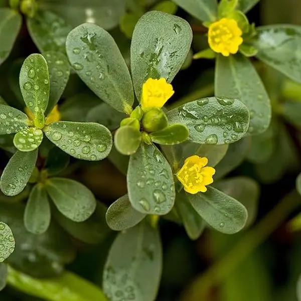 5000 Pcs Green Purslane Seeds for Planting - Annual, Easy to Grow & Drought Tolerant Succulent Seeds for Culinary, Xeriscaping, Containers & Hanging Baskets.