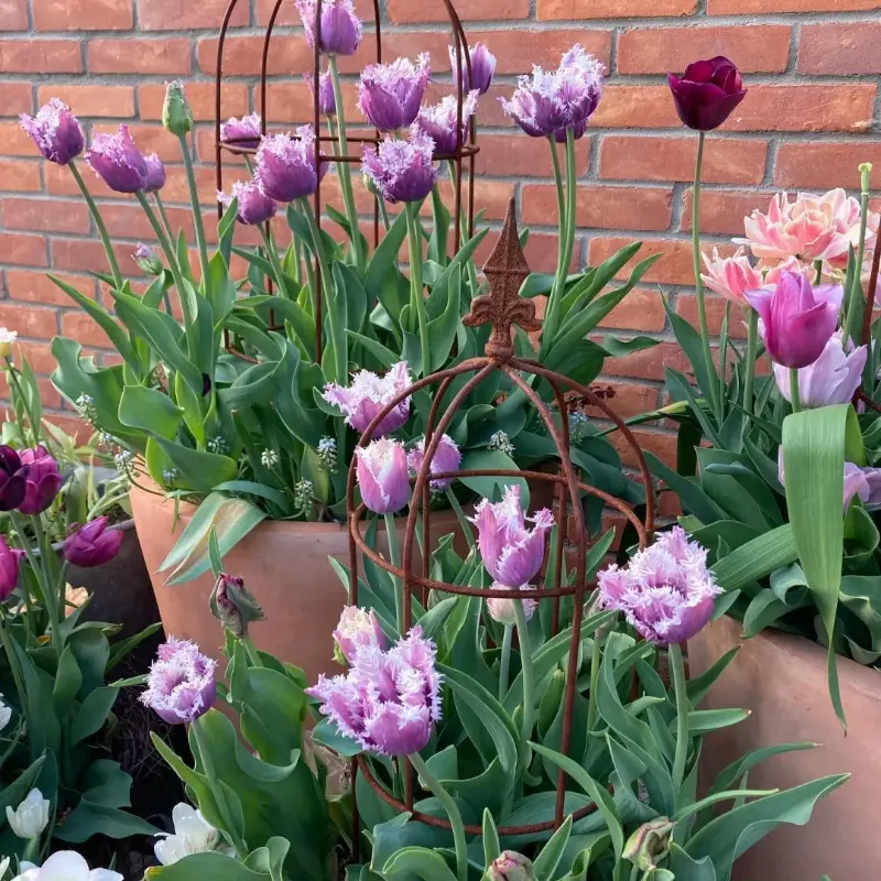 Mixed-Color Tulip Bulbs - Easy-to-Grow Bulbous Flowers for Courtyards, Balconies | Home Improvement Garden Supplies