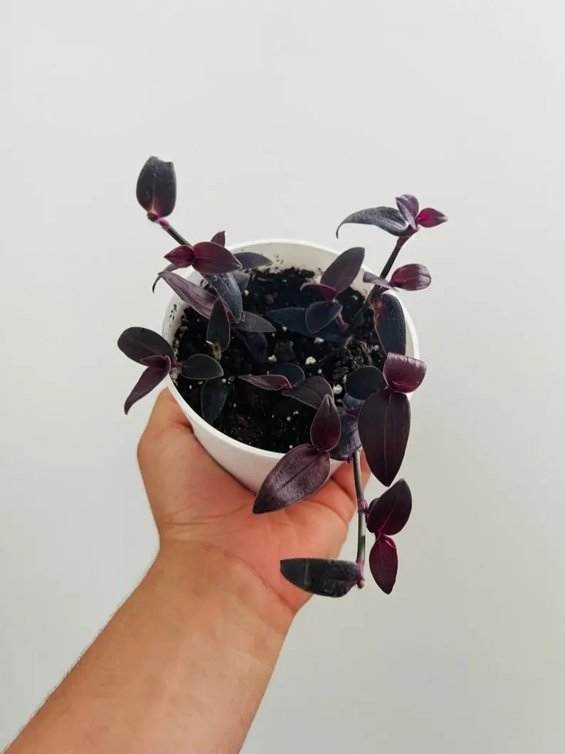Dark Desire Wandering Dude - Tradescantia Jose Puig - Rare - Live Houseplant in 4” pot