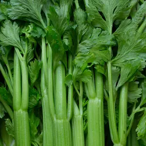 Tall Utah Celery (Apium graveolens var. dulce 'Tall Utah') Organic Seeds – Sturdy Crisp Stalks, Classic Heirloom Flavor for Fresh Eating