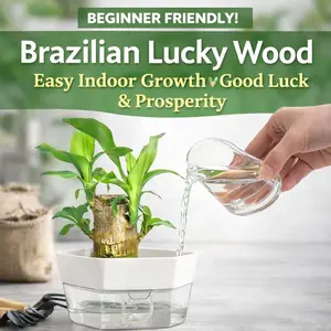 Brazilian Lucky Wood Doll with Base for Luck and Wealth,Easy to Grow Indoors,Decorative Ornament for Luck and Wealth