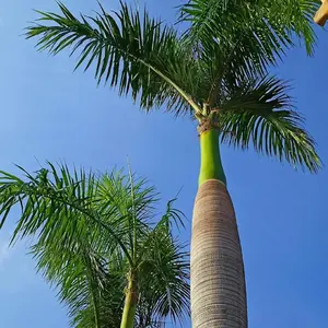 10Pcs Palm Tree Seeds for Planting Exotic Fast-Growing Majestic Palm Seeds Perfect for Backyards Tropical  Subtropical Gardens