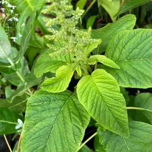 Jamaican Green Callaloo Seeds (Amaranthus viridis) – Heirloom Island Greens, Fast-Growing, Nutrient-Dense Leaves for Soups, Stir-Fries & Garden Abundance
