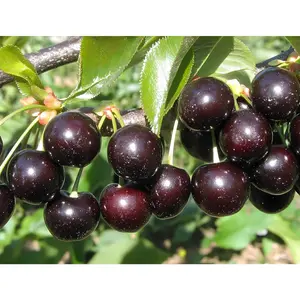 3 Black Cherry Tree Live Plants 1–2 Ft Tall (Prunus serotina) – Fast Growing Native Fruit Tree – Edible Cherry, Wildlife Habitat & Backyard OrchS Plants