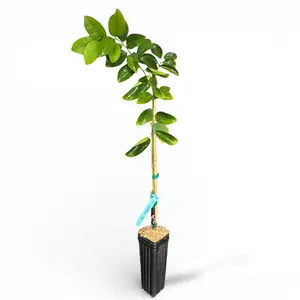 Palestine Sweet Lime Tree | US Citrus Nursery | Mild Sweet Low Acid Citrus, Natural Live Fruit Plant, Indoor Outdoor Container Tree | No Ship CA AZ LA FL