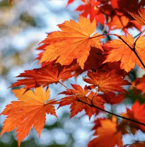 October Glory Maple Tree Live Plant for Planting, Red Maple Live Plant 1-2 feet tall in a quart pot