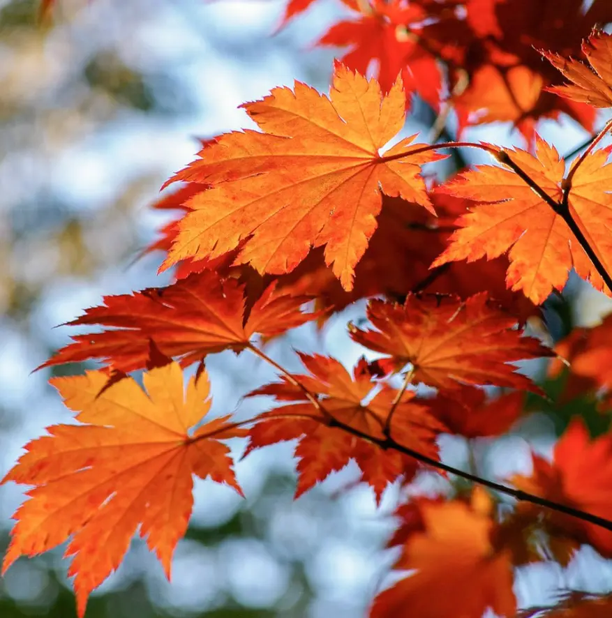 October Glory Maple Tree Live Plant for Planting, Red Maple Live Plant 1-2 feet tall in a quart pot