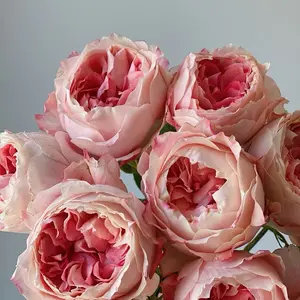 Rose【Princess Sakura 】- 3 Gal Own Root Bare Root| さくらひめ｜WABARA | Peony Bloom| バラ|Easy to Grow|  Heat Resistant| Especially Gif| Scalloped Petals| Trendy variety| Exquisite| Popular| Fetching| Redolent|