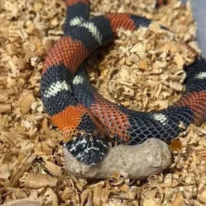 Good Snake Food - Medium Size (10 count)