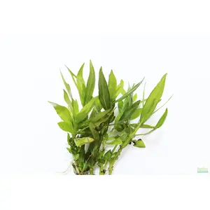 Hygrophila corymbosa 'Parawitota' RUGGED