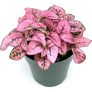 Hypoestes Pink Splash Polka Dot Plant Live Potted Colorful House Plants Air Purifying in 2" Pot