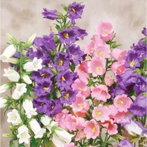 1200 Canterbury Bells Seeds, Campanula Rainbow Fragrant Deluxe Faerie Queen Variety, Elegant Rare Beauty MixColor