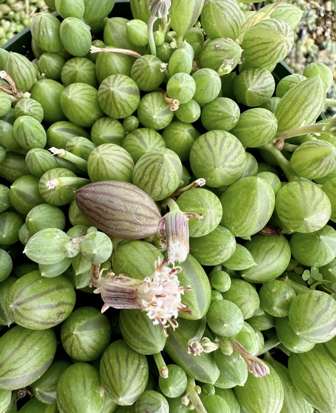String of Watermelon, Trailing Succulent, Hanging Plant in 6" pot