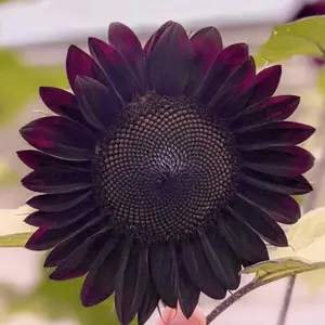 100pcsBlack Beauty Sunflower Seeds - Premium Heirloom Helianthus Annuum Variety for Vibrant Garden Blooms