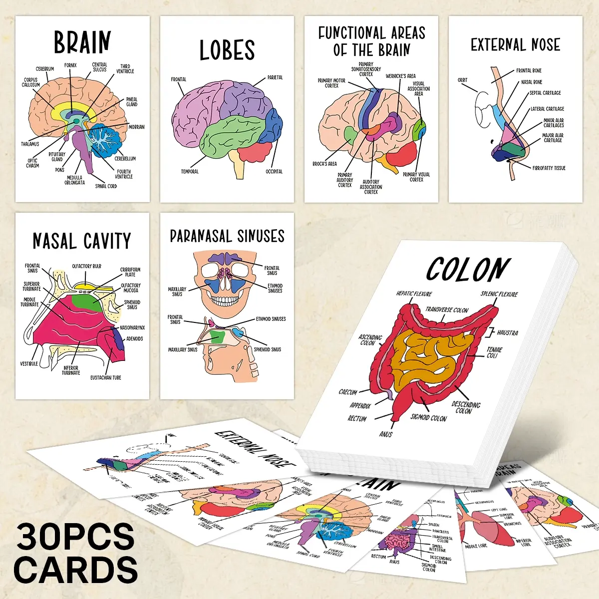 Labeled Flash Cards In 30Pcs Anatomy Flash Cards, Nursing Flashcards for Human Body Systems ...