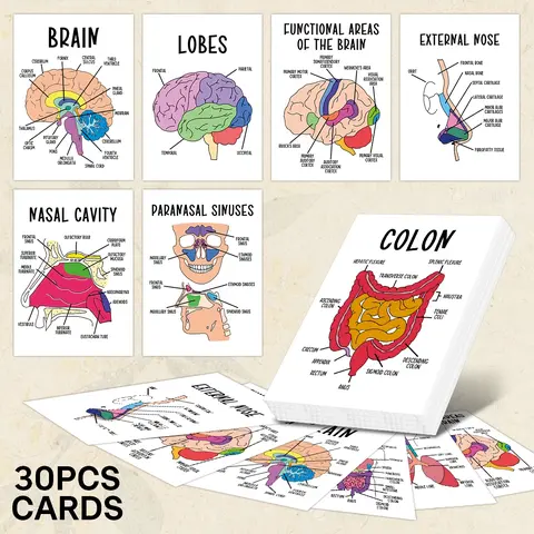 30Pcs Anatomy Flash Cards, Nursing Flashcards, Flashcards For Studying for Human Body Systems - Study Guide for Medical and Nursing, Includes Skeletal, Muscular, Digestive, Respiratory, and Circulatory System Diagrams