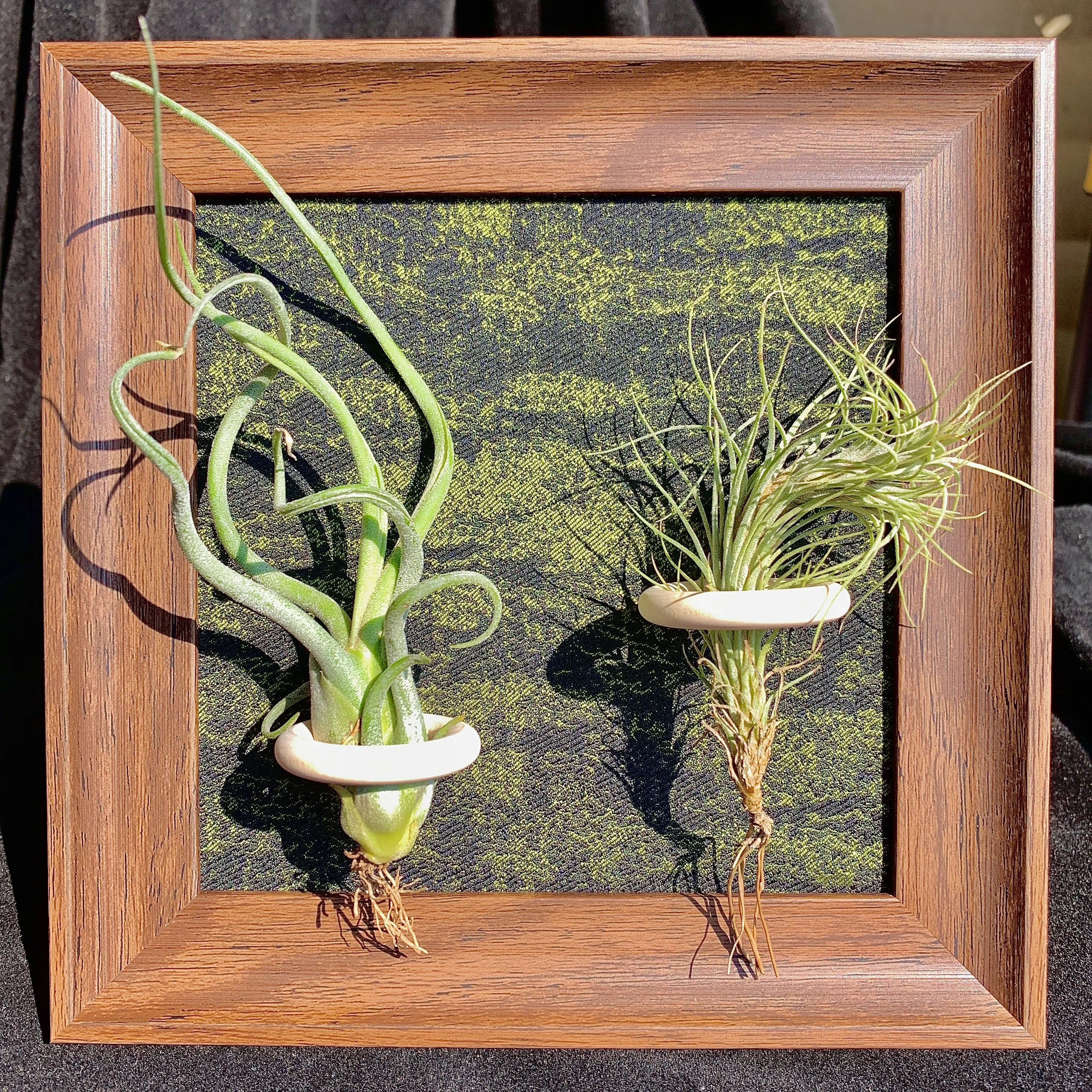 Green Frame -6"Plant (Medusa+Fox Tail Grass)