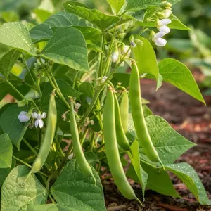 Heirloom Bush Green Beans For Planting - Organic Non-GMO Vegetable Seeds for Gardening