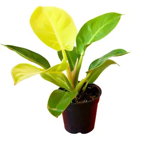 Philodendron Moonlight – Indoor Live Plant, Vibrant Neon Yellow to Lime Green Leaves, Easy Care Tropical Houseplant, Bright Indirect Light, Air Purifying, Perfect Gift