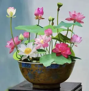 Water Lotus Seeds for Home Decor & Aquatic Planting, Indoor Bowl & Container Garden Seeds, Pond Plant Growing for Balcony, Patio & Small Space Gardening