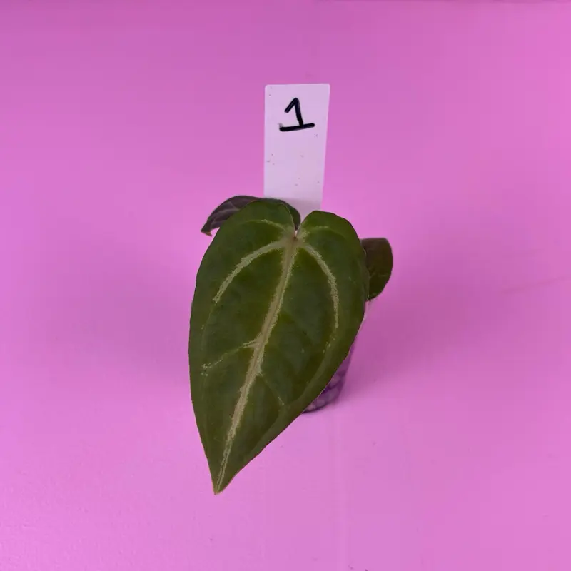 RARE Anthurium Regale × Delta Force × (Dorayaki × Dreamweaver) × (Zara × Michelle) | Complex Hybrid Anthurium | Collector Aroid