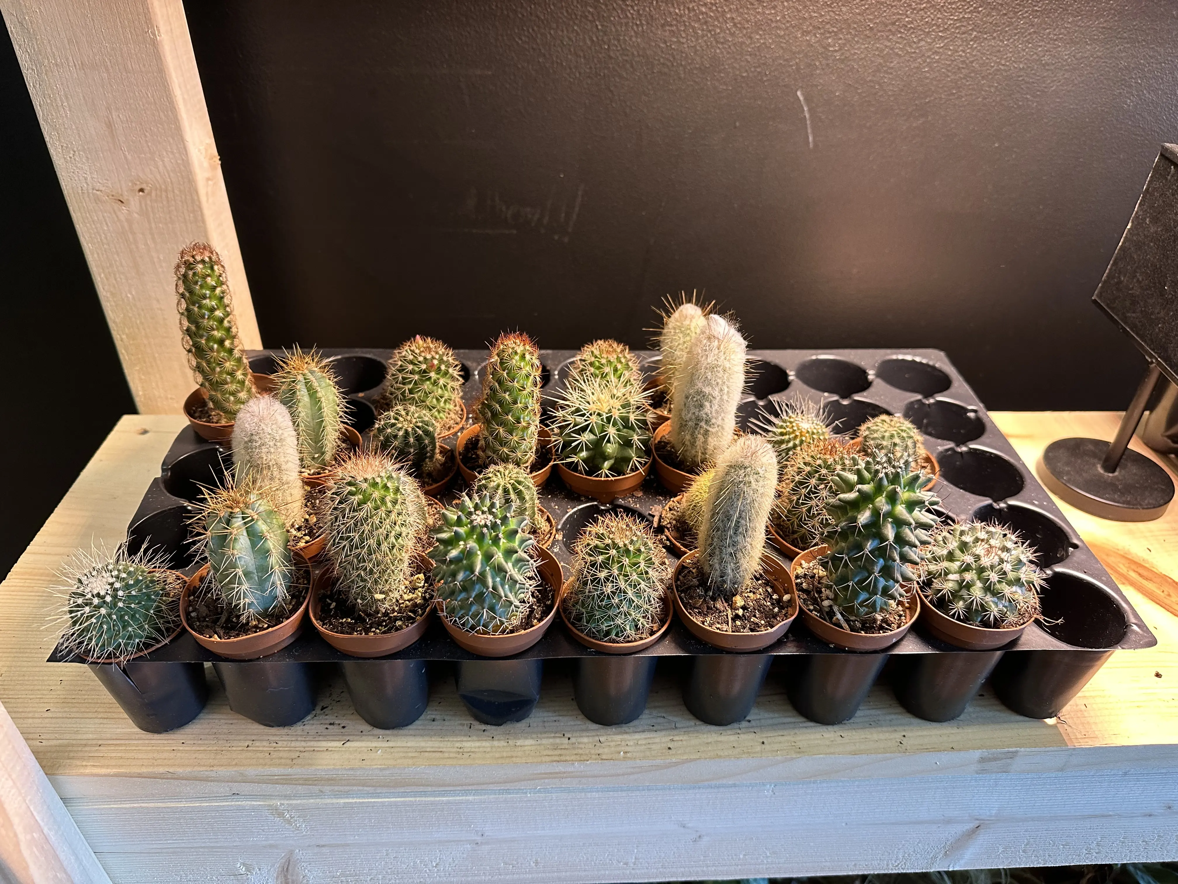 Random Small Cactus