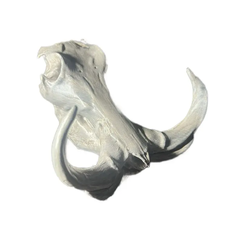 Warthog Skull! 3D Printed and Handpainted - Unique Design with Detailed Features