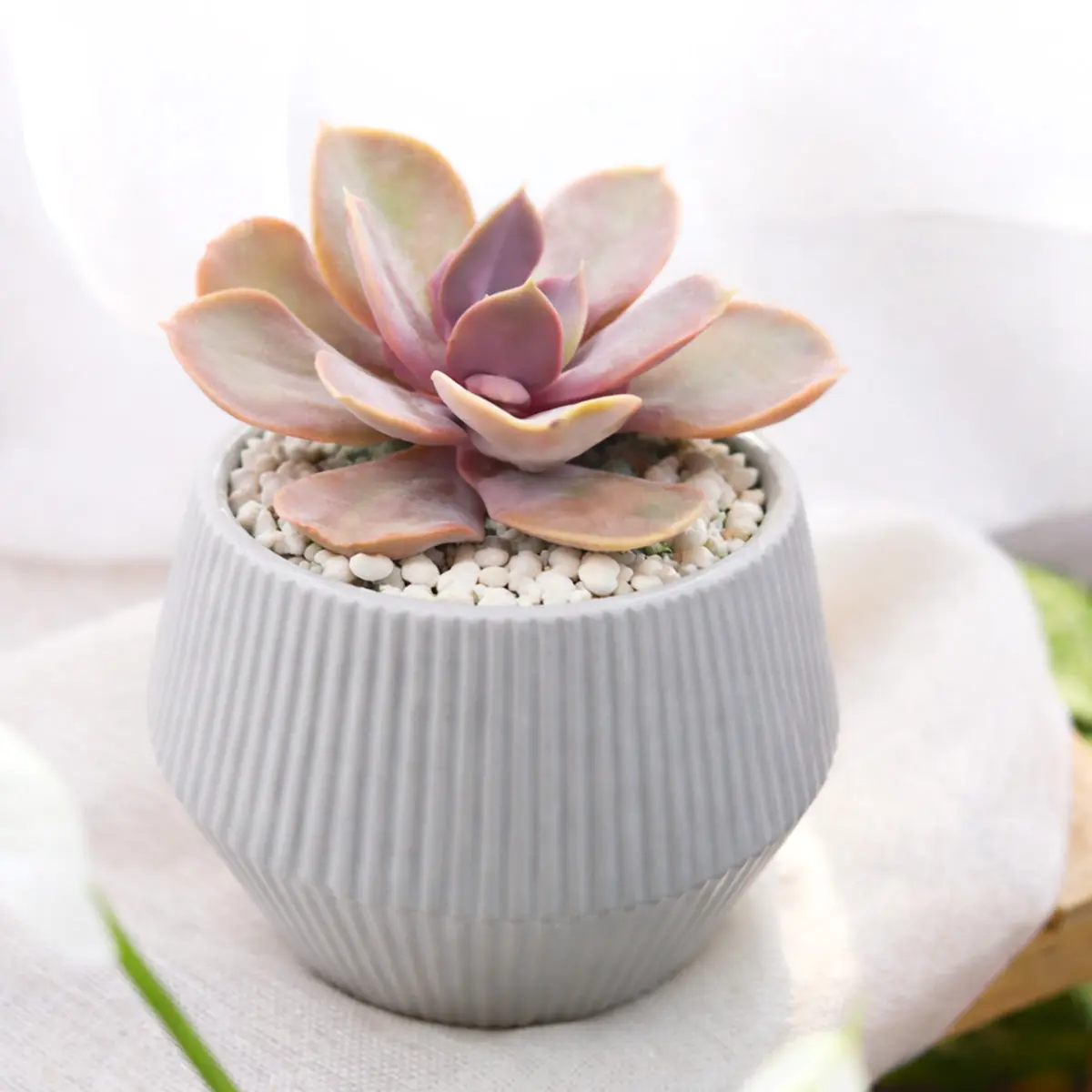 Echeveria 'Red Sky' Echeveria 'Red Sky'