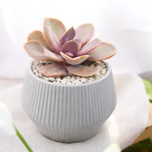 Echeveria 'Red Sky'