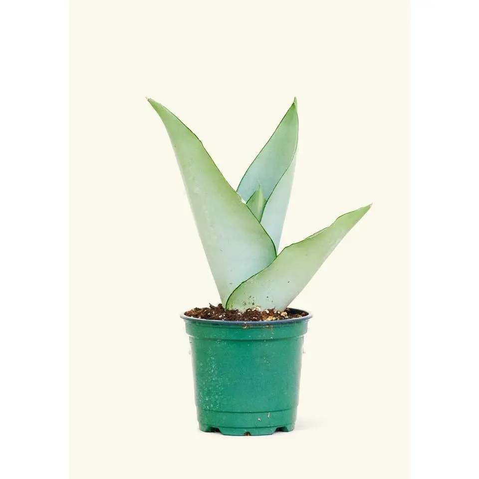 Moonshine Snake Plant, Small