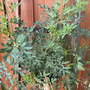Ruda Plant Rue Butterfly Plant for Herbal Remedies and Aromatherapy