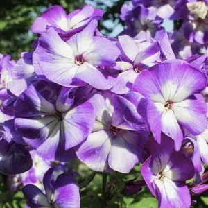 Flame® Pro Lilac Garden Phlox