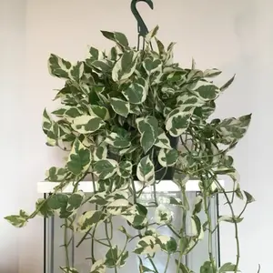 Pothos Pearl and Jade Mother Plant Indoor Pothos Pearl and Jade Mother Plant Indoor