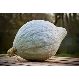 TomorrowSeeds - Blue Hubbard Squash Seeds -  Winter Gray Blue Pumpkin Butternut Jarrahdale Queensland USA Garden Vegetable Seed 2024