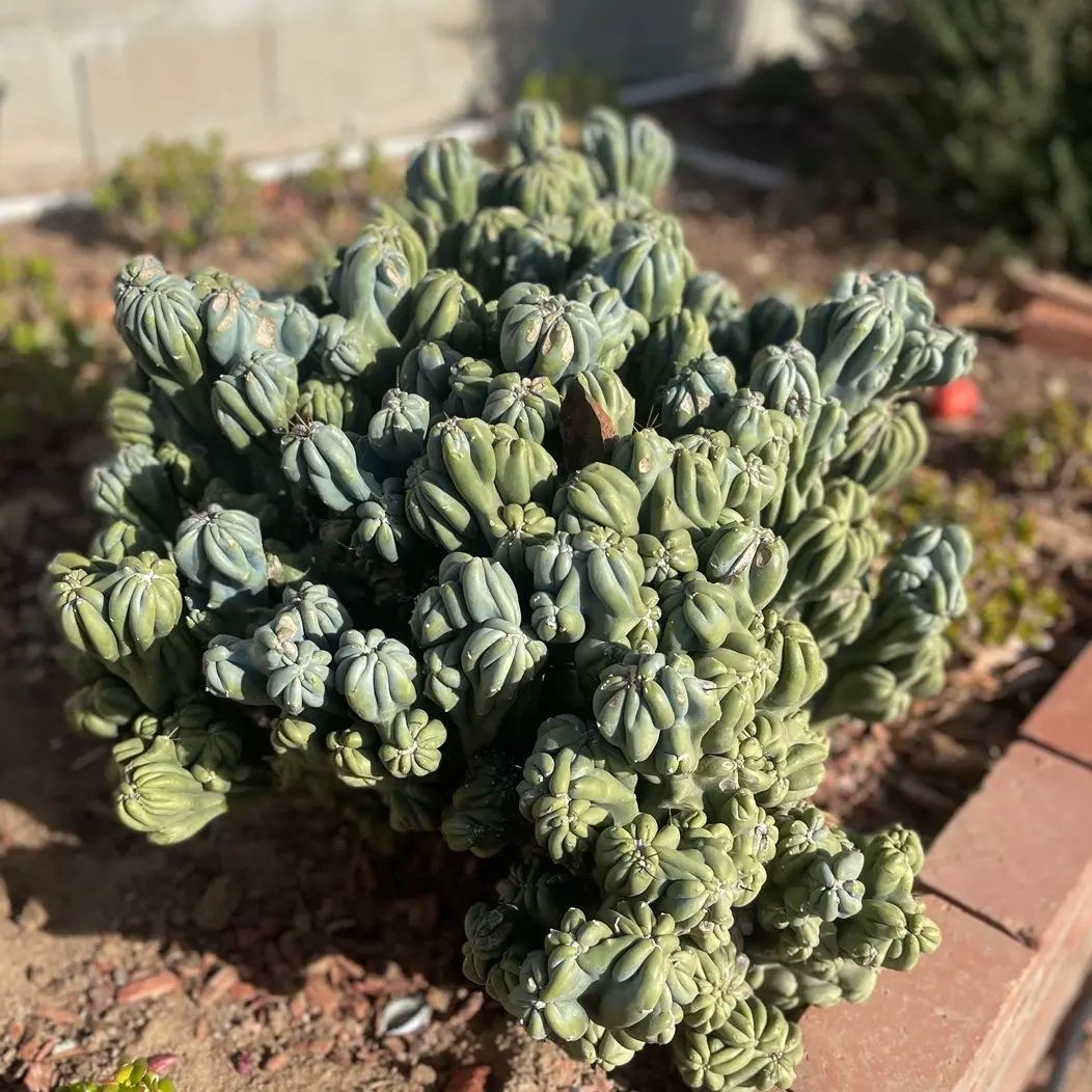 Cactus Cereus forbesii monstrose Ming Thing outdoor sculpture