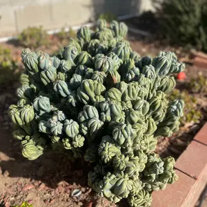 Cactus Cereus forbesii monstrose Ming Thing outdoor sculpture