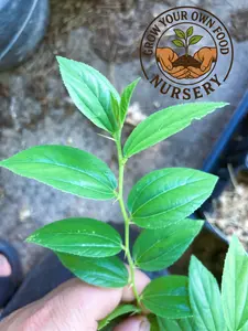 Ziziphus mauritiana, Indian Jujube Seedling Organically Grown Live Starter Plant
