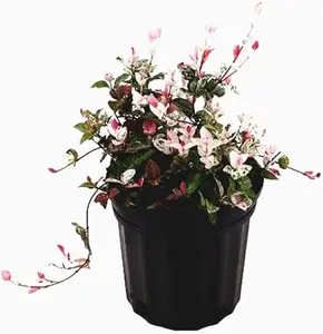 Snow & Summer Jasmine - Fragrant White Blooms, Climbing Vine, Ideal for Trellises, Gardens, and Patio Decor