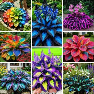 288+ Mix Color Perennial Hosta Flower Seeds - Easy Planting, Low Maintenance, Rich Heart-Shaped Foliage, Outdoor Garden Pollinator-Attracting, Non-GMO Heirloom Bonsai Decor Plants