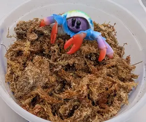 Sphagnum Moss Large – Essential Habitat Moisture & Enrichment for Land Hermit Crabs