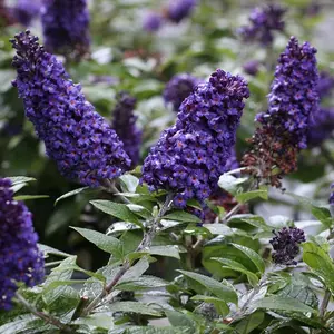 Purple Buddleia Shrub for Planting 4 to 7 Inch Butterfly Bush Plant
