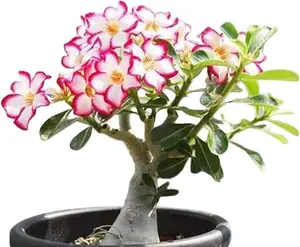 Desert Rose Live Plant Indoor & Outdoor Use Bright Sunlit Areas Versatile Ornamental Houseplant Easy Care