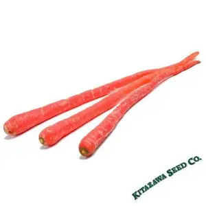 Carrot Seeds - Samurai Red