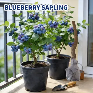 Sweet Blueberry Bush — Perfect for Backyard or Patio Gardens