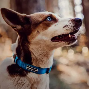 Wilderdog Waterproof Dog Collar - Designed for Outdoor Use - 9 color options - 3 sizes