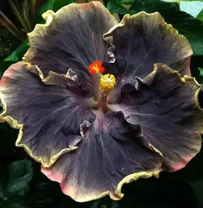30pcs Rare Black Hibiscus Seeds - Rare Variety for Your Garden M01