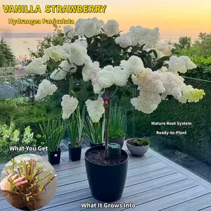 Vanilla Strawberry Hydrangea Paniculata – Live Mature Rooted Plant, 3-5 Year Old Established Base, Pink & White Color-Changing Blooms, Hardy Shrub for Outdoor Garden, Fall Interest