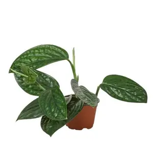 212 MAIN 4 in. Potted Monstera Peru, Tropical House Plant for Home Improvement & Garden Supplies, Potted Indoor Plants