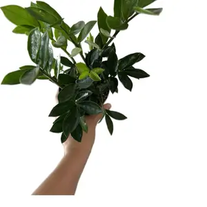 ZZ 4” Potted Live Plant - Zamioculcas Zamiifolia - Rare Foliage - Dark ZZ - Deep Purple to Black Leaves - Easy Care Houseplant - Tropical Gift - Unique Indoor Plant - Low Light Tolerant - Drought Resistant - Statement Greenery